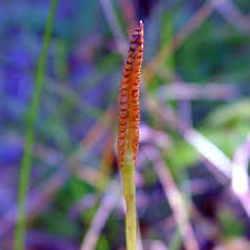 Image result for Ophioglossum thomasii