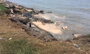 Peristiwa ini merupakan bencana banjir yang luar biasa yang dalam sebuah mitologi, kisah tentang air peristiwa bah ini dianggap sebagai suatu penghukuman ilahi. Penduduk Pantai Muar Harap Pokok Api Api Jadi Pelindung