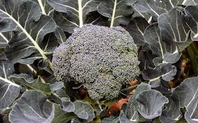 Jun 18, 2020 · by the time the soil is tilled and amended, the soil has a workable depth of 8 to 12 inches. How To Grow Broccoli In Your Vegetable Garden Today S Homeowner