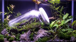 Serpadesign World S First Closed Terrarium In An Aquarium Terrariumwall Aquarium Landscape Aquarium Fish Tank Terrarium