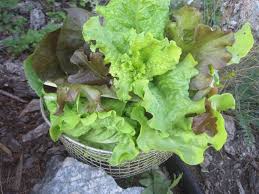 What is the best way to harvest lettuce? Cut And Come Again Lettuce Mixes How To Grow Leaf Lettuce