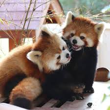 10 Hewan Langka Di Dunia Yang Hampir Punah Ada Dari Indonesia Hewan Langka Hewan Beruang Panda Merah