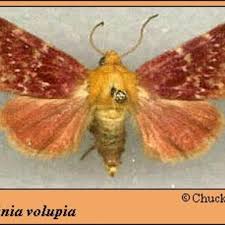 Image result for Volusia resupinata