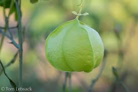 Image result for Cardiospermum halicacabum