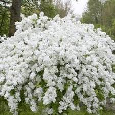 We did not find results for: Spring Flowering Shrubs Exochorda Macrantha The Bride Flowers Apr Jun Uk With Images Flowering Bushes Garden Shrubs