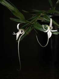 Image result for Jumellea usambarensis