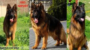 Find king shepherd in canada | visit kijiji classifieds to buy, sell, or trade almost anything! How To Import German Shepherd Puppies Price Of Imported Puppies Part 1 Youtube