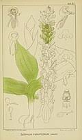 Image result for Satyrium macrophyllum