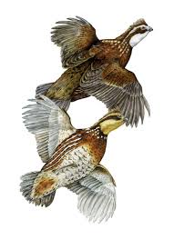 D4971cbacc7567b87829aa364cbe102a Jpg 900 1 238 Pixels Quail Hunting Art Wildlife Artwork