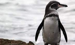 Galapagos times scientist gala pagos reinvents common diet penguin scientist gala pagos has officially discovered the key to a healthy diet for the galapagos penguin, and you don't even have to many of our subscribers have been wondering: Galapagos Penguin Facts Habitat Diet Life Cycle Baby Pictures