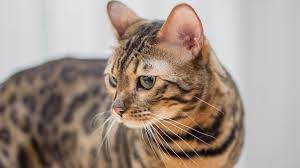 Bengal Cats Pet Health Insurance Tips