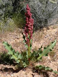 Image result for Rumex ruwenzoriensis