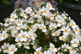 Image result for Nemesia
