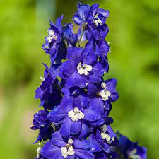 Delphinium Pacific Giant Series Flower Seeds King Arthur 1000 Seeds Perennial Flower Garden Seeds Delphinium Elatum Walmart Com Walmart Com