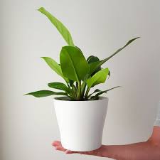 Philodendron Imperial Green In White Best Indoor Plants Indoor Plants Easy Indoor Plants