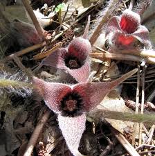 Image result for Aristolochiaceae