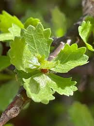 Image result for Commiphora kua