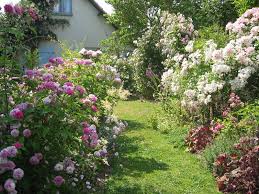 Jouy 17 Juin 2006 090 Rozovyj Sad