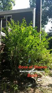 Skip to main search results. Beware Of The Rose Of Sharon Althea In Your Garden