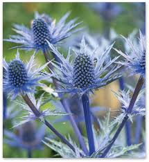 Image result for Aneilema zebrinum