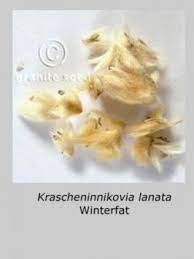 Krascheninnikovia Lanata Granite Seed Soil Texture Seeds Soil Ph