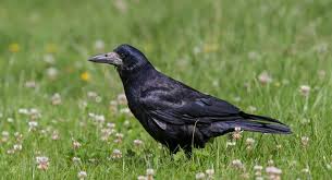 Изучайте релизы saatkrähe на discogs. Mehr Verstandnis Fur Rabenvogel Naturschutz Ch