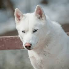 22 Types Of Huskies Temperament Appearance Trainability Explained