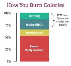Metabolic Renewal How It Works