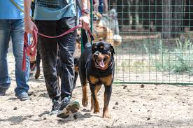 The dogs were known in german as rottweiler metzgerhund, meaning rottweil butchers' dogs, because their main use was to herd livestock and pull carts laden with butchered meat to market. Rottweiler Erziehung Rottweiler De