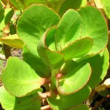 Image result for Kalanchoe crenata
