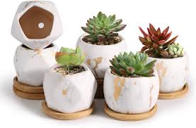 La arena del desierto no tiene apenas nutrientes, lo. Top 10 Mejores Regalos Para Cactus Octubre 2020 Guia