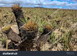 Image result for Bulbostylis megastachys