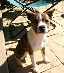 Black And White Jack Russell Terrier Lab Mix Boston Terrier X Jack Russell Terrier Jack Russell Terrier Mix Terrier Mix Jack Russell
