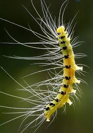 Please Accept My Love Weird Insects Caterpillar Art Cool Insects