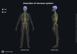 Image result for Peripheral Nervous System