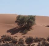 Image result for Acacia haematoxylon