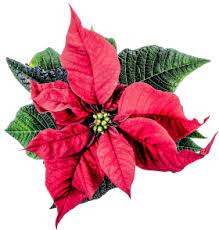 Christmas Poinsettia Flower Flower Bouquet Png Flower Png Images Flower Images