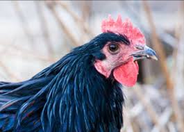 Consulta le recensioni di 319 viaggiatori che sono stati al hotel gallo nero (n.9 su 24 hotel a italia) e guarda 534 foto delle stanze! Alla Riscoperta Del Raro Gallo Nero Della Val Di Vara