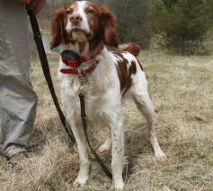 Puppies for sales posted on 10/28/2010. American Brittany Or French Brittany
