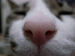 Big Nose Animal Noses Cat Breath Cat Nose
