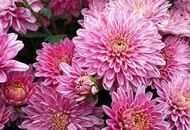 Check spelling or type a new query. November Birth Flower More Chrysanthemum Proflowers
