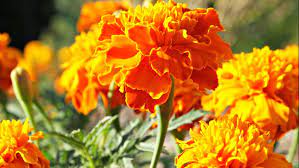 Keeping insects away doesn't need to be difficult or require the use of chemicals. 6 Mosquito Repellent Plants To Keep Pests Away Angi Angie S List