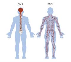 The central nervous system (cns) is that portion of the vertebrate nervous system that is composed of the brain and spinal cord. Nervous System The Partnership In Education