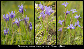 Image result for Moraea niassensis