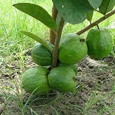 Green Paradise Live 1 Kg Thai Guava Plant Suitable For Bonsai Amazon In Garden Outdoors