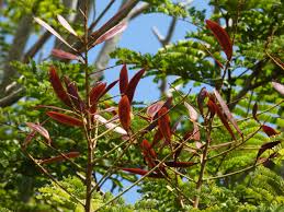 Image result for Peltophorum pterocarpum