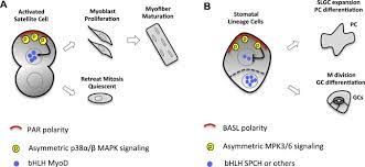Maybe you would like to learn more about one of these? Polarity In Plant Asymmetric Cell Division Division Orientation And Cell Fate Differentiation Sciencedirect