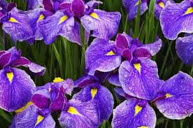 The perennial flowers make your garden full of colors all year round. Identification Of Perennial Flowers Made Easy Gardenerdy