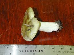 Image result for Russula variata