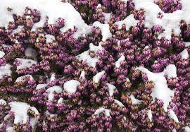 Winter Flowering Heather Erica Carnea In Spring Covered With Snow By Matthias Hauser Winter Flowers Heather Flower Flowers